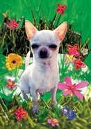 w13 wenskaart blanco